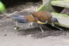 lyrebird and scrubwren.JPG