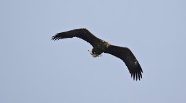 DSC03267 White-tailed Eagle @ Yakumo.jpg