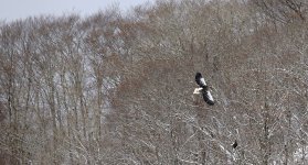 DSC03156 Steller's Sea Eagle @ Yakumo .jpg