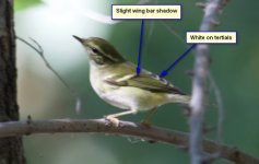 warbler.jpg