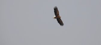 DSC03147 White-tailed Eagle @ Yakumo.jpg