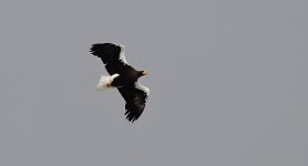 DSC03151 Steller's Sea Eagle @ Yakumo.jpg