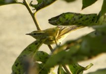 Yellow-browed Warbler 543.jpg