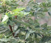 Two-barred Warbler.jpg