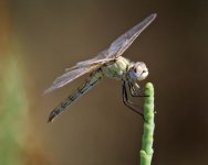 Dragonfly - Spain Isla Canela - Salt Marshes - 18Sep24 - 02-2115.jpg