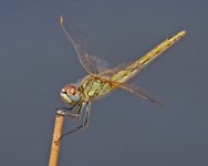 Dragonfly - Spain Isla Canela - Salt Marshes - 18Sep24 - 02-2114.jpg