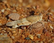 Insect - Spain Isla Canela - Salt Marshes - 18Sep28 - 06-3429 copy.jpg