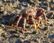 Crab - Spain Isla Canela - Salt Marshes - 18Sep23 - 01-881.jpg