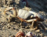 Crab - Spain Isla Canela - Salt Marshes - 18Sep24 - 02-1958.jpg