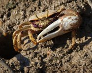 Crab - Spain Isla Canela - Salt Marshes - 18Sep24 - 02-2016.jpg