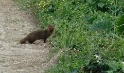 DSC02209 Small Asian Mongoose @ San Tin.jpg