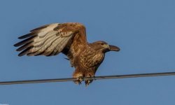 Buzzard Steppe Buzzard (Buteo buteo vulpinus) Kidonies 041118 photo Stylianos Zannetos.JPG