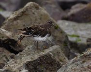 Black Turnstone.jpg