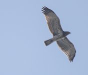 Short-toed Eagle juv?01.jpg