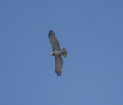 Short-toed Eagle05.jpg