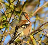 cock-chaffinch_25525681264_o.jpg