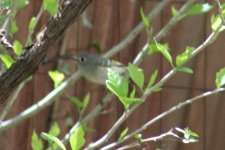 a - possible ruby-crowned Kinglet 04-29-2018 asheville nc 4857.jpg