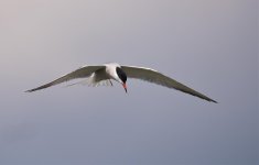 Common Tern Inflight 2.jpg
