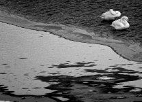 DSC03253 Whooper Swans @ Yakumo.jpg