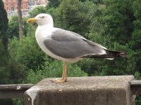 gull 2-2.jpg