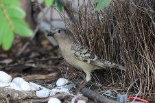 Great Bowerbird au 1.jpg