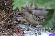 Great Bowerbird au 2.jpg