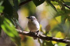 White-browed Robin au 1.jpg