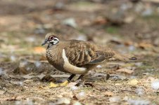 Squatter Dove au 1.jpg