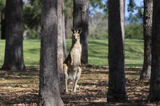 Eastern Grey Kangaroo au 1.jpg