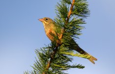 ortolanBunting.jpg