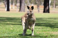 Eastern Grey Kangaroo au 2.jpg