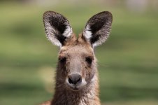 Eastern Grey Kangaroo au 3.jpg