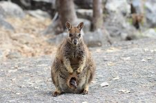 Mareeba Rock Wallaby au 1.jpg