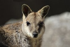 Mareeba Rock Wallaby au 3.jpg