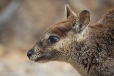 Mareeba Rock Wallaby au 2.jpg