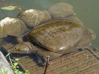 Chinese Softshell Turtle. Pelodiscus sinensis. Maruyama Park, Kyoto, 01-10-2018 1.JPG