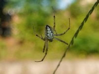 Spider B. Kyoto, 03-10-2018.JPG