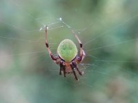 Spider A. Yunomine, Wakayama Prefecture, 30-09-2018 2.JPG