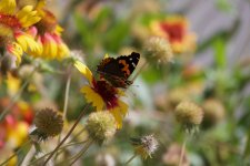 Painted Lady butterfly.jpg