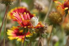 Bath White butterfly.jpg