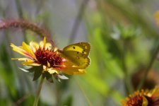 Bath White butterfly (1).jpg