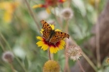 Asian Comma Butterfly.jpg