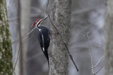 Pileated WP.jpg