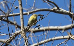 PineWarbler-001f.JPG