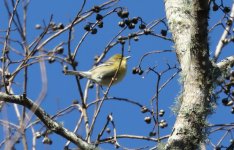 PineWarbler-002f.JPG