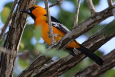 00000 Oriole - AAA - Mexico Riviera Maya - 18Oct31 - 08-7820.jpg