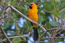 00000 Oriole - AAA - Mexico Riviera Maya - 18Oct31 - 08-7839.jpg