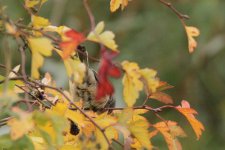 SYLCAN_20181008_Helgoland_ad-F_2.jpg