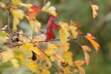 SYLCAN_20181008_Helgoland_ad-F.jpg