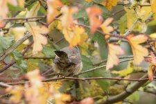 SYLCAN_20181008_Helgoland_ad-F_4.jpg